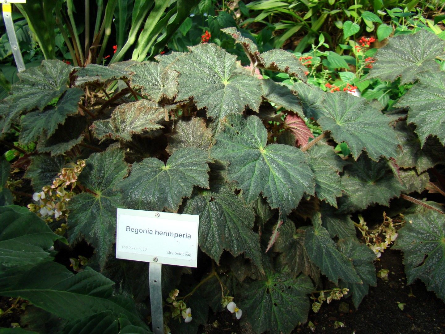 B. ‘Herimperia’
